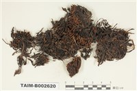 藏品(砂苔屬)的圖片